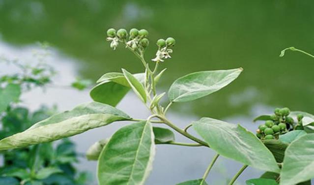  p>假烟叶树,又称野烟叶,茄树,土烟叶,有毒,可以用来做药,假烟叶树无