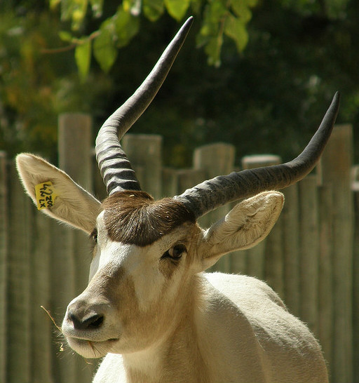  p>旋角羚(学名: i>addax nasomaculatus /i>):体型较大,体长1.5-1.