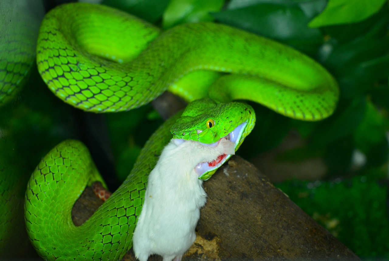  p>冈氏竹叶青(学名: i>viridovipera gumprechti /i>)是 a>腹蛇科 /a