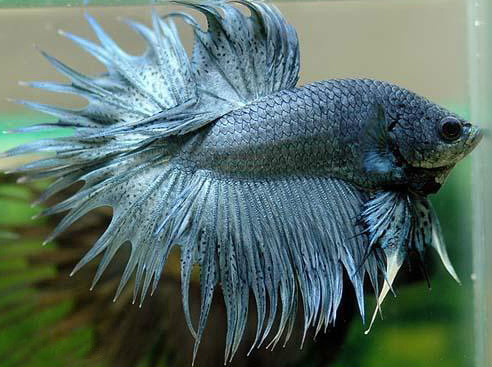  p>狮王斗鱼是 a href="#" data-lemmaid="864329">泰国斗鱼 /a>品种