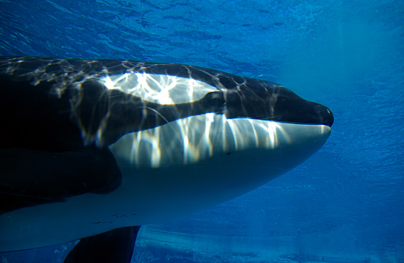  p>虎鲸(学名: i>orcinus orca /i>):是哺乳纲,海豚科中体型最大的 a