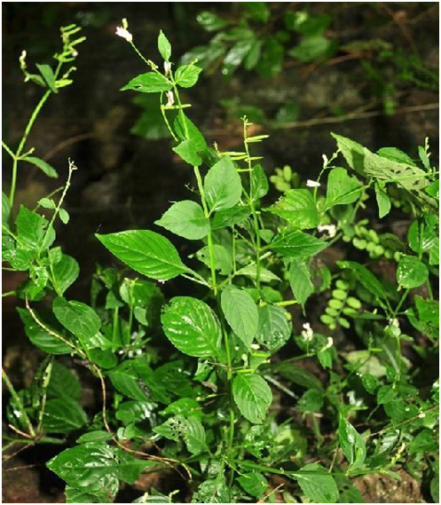  p>白花穿心莲,中药名.