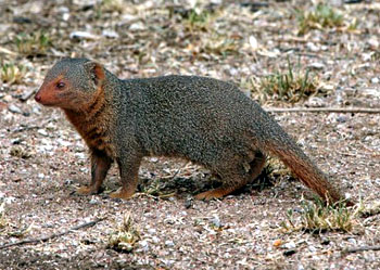  p>食蟹獴(拉丁学名: i>herpestes urva /i>)也叫山獾,石獾,水獾,白猸