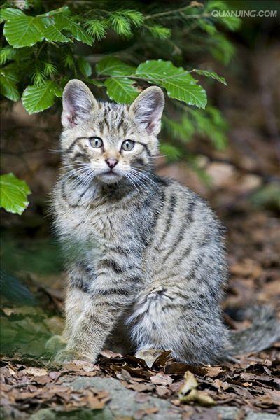  p>欧洲野猫,或称欧林猫,曾一度遍布欧洲大陆.