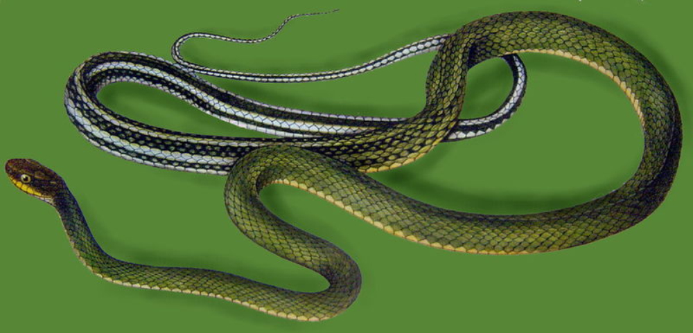  p>黑线乌梢蛇, a href="#">游蛇科 /a> a href="#">乌梢蛇属 /a>物种