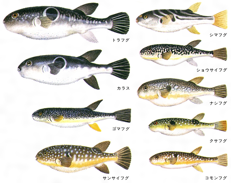  p>虫纹东方鲀(学名: i>takifugu vermicularis /i>)是鲀科,东方鲀属