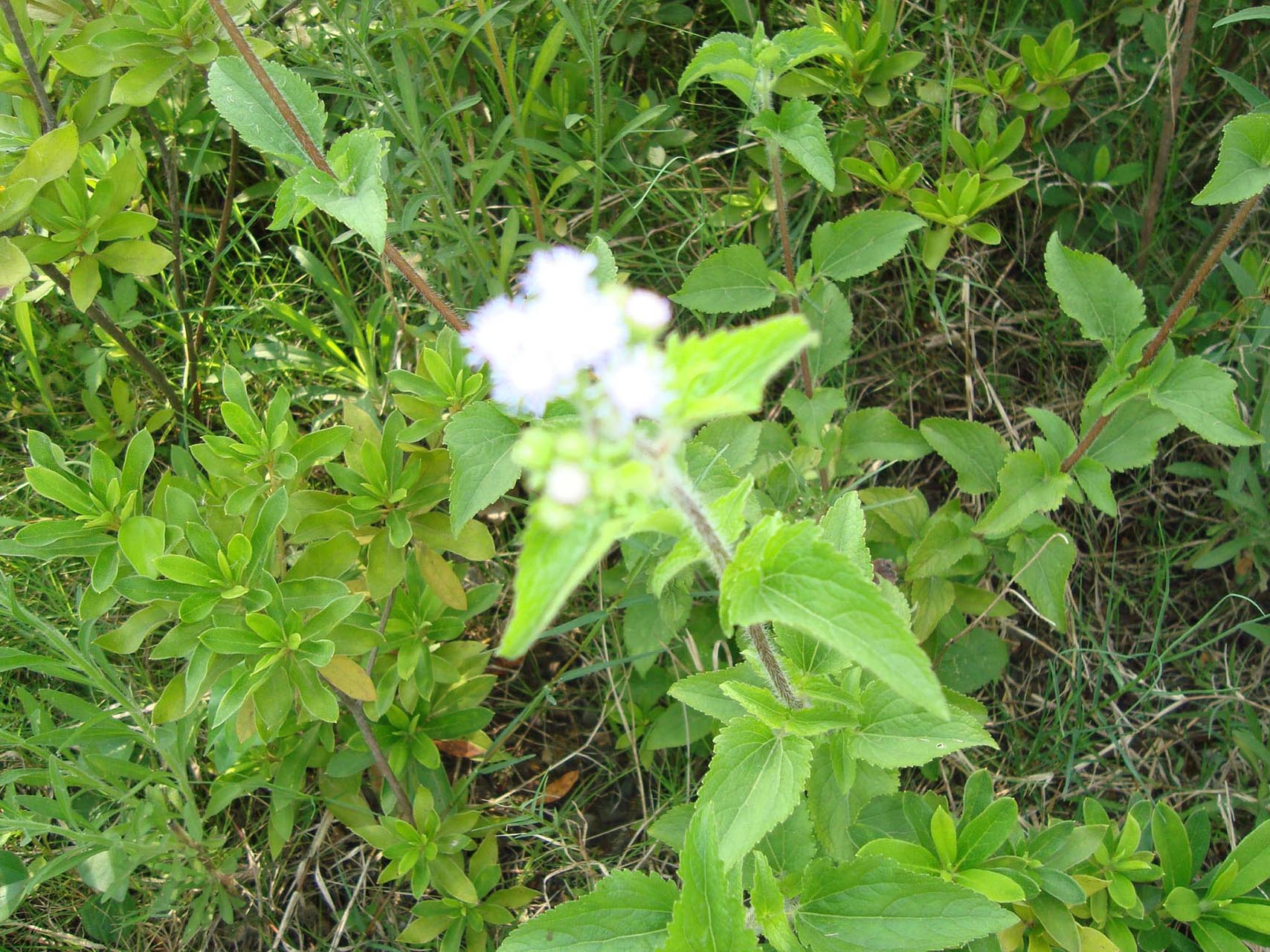  p>大花臭草(学名:melica komarovii luczn),多年生,须根细长.