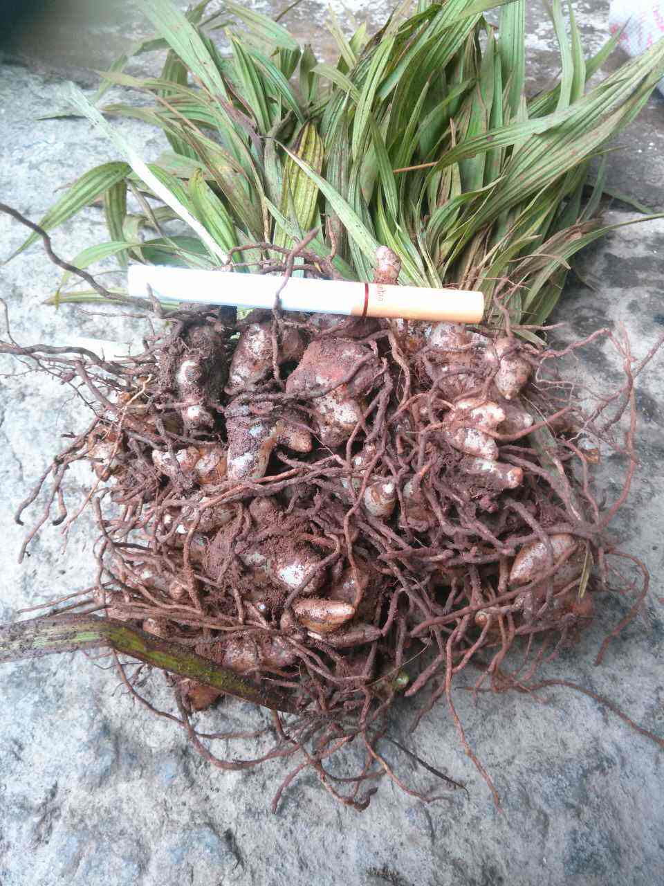  p>鸡娃草属( a target="_blank" href="/item