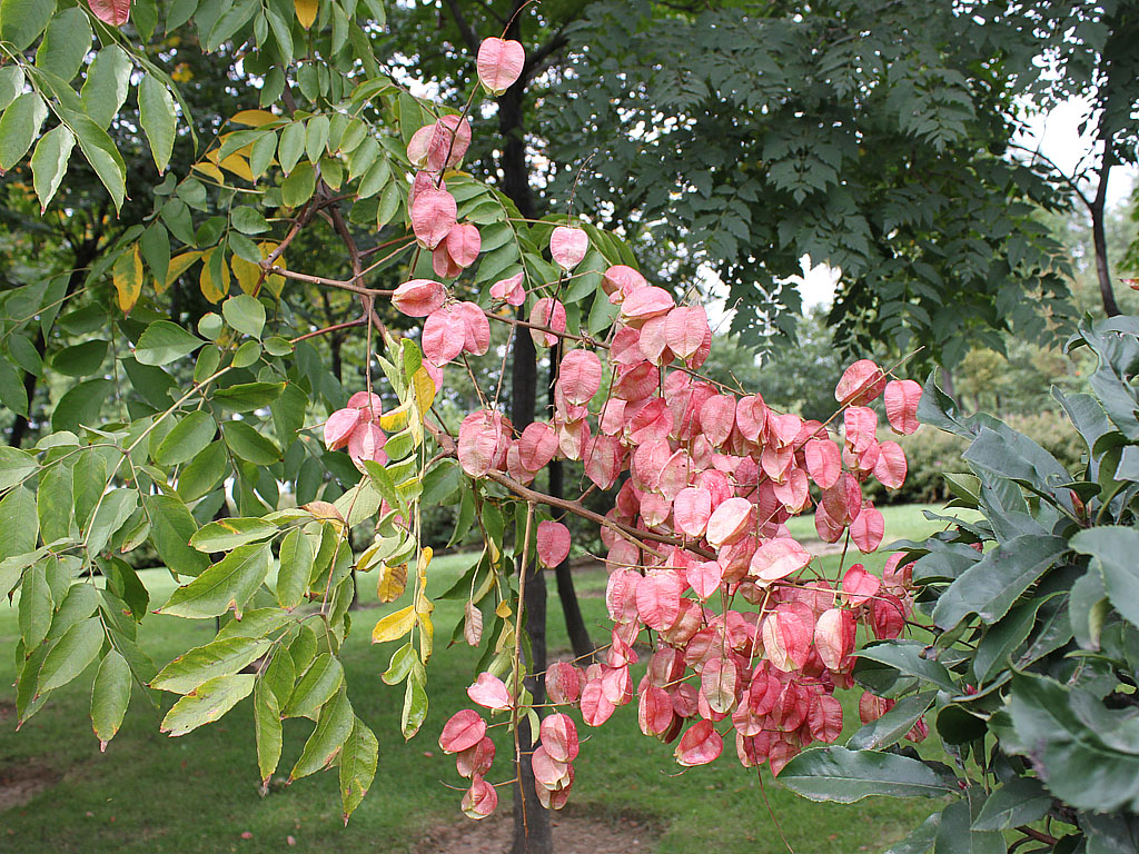  p>栾树属( i>koelreuteria /i>)是 a target="_blank" href="/item