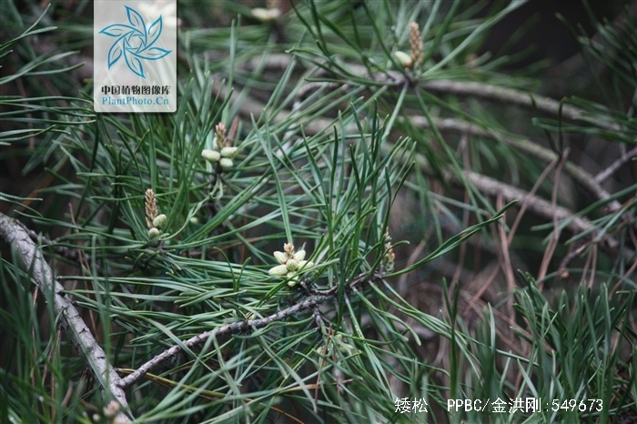 data-lemmaid="8074290">学名 /a>:pinus virginiana)又名北美二针松