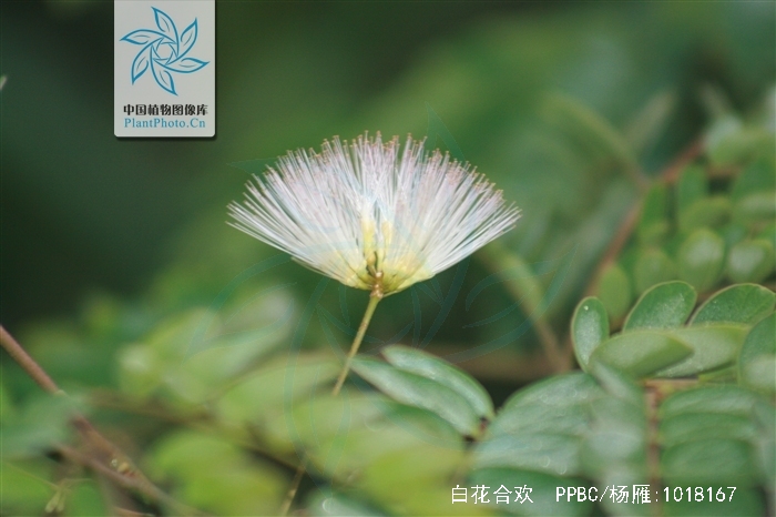  p>白花合欢(学名:albizia crassiramea)为豆科合欢属的植物.