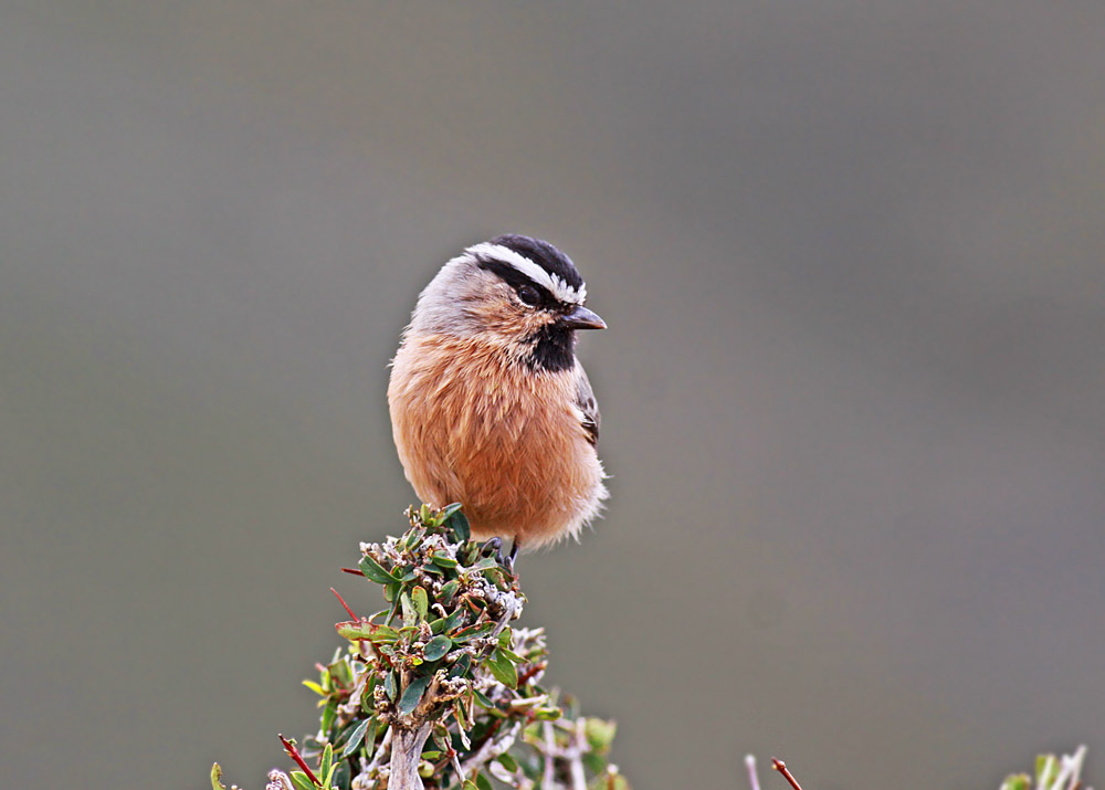  p>白眉山雀(学名: i>parus superciliosus /i>)为 a target="_blank"