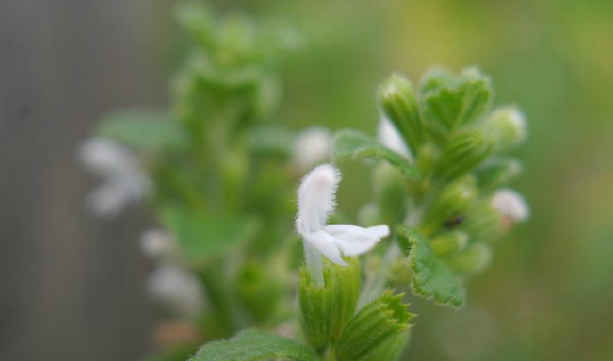  p> b>滨海白绒草 /b>(学名: b> i>leucas chinensis /i> /b>)为唇形