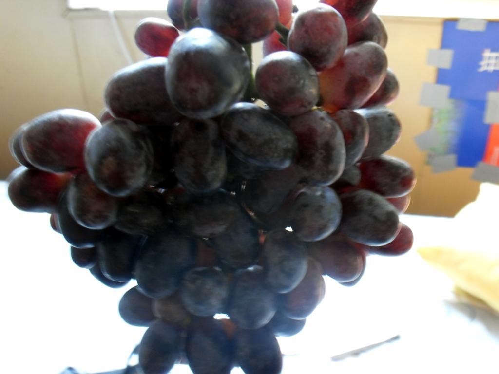  p>秋黑宝葡萄是山西省农科院果树研究所用瑰宝'和秋红&amp