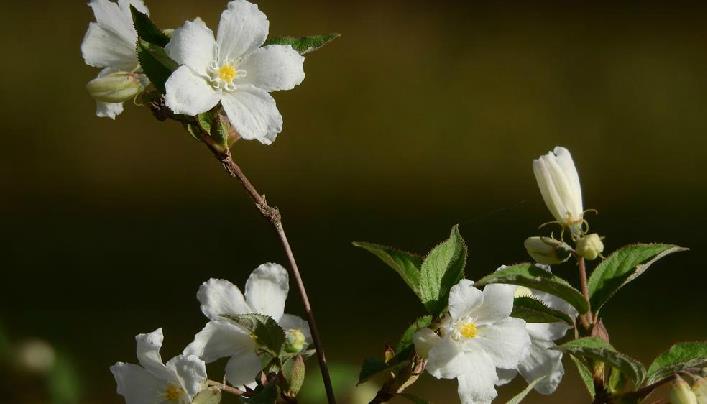  p>大花溲疏(学名: i>deutzia grandiflora  /i>bunge.