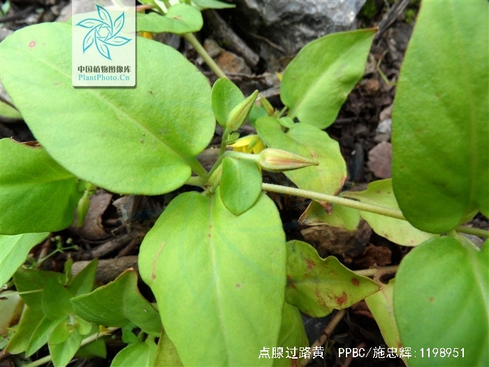  p>点腺过路黄,中药名.