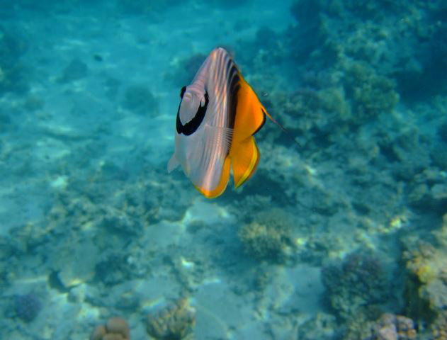  p>扬幡蝴蝶鱼(学名: i>chaetodon auriga /i>):俗名人字蝶,为 a href