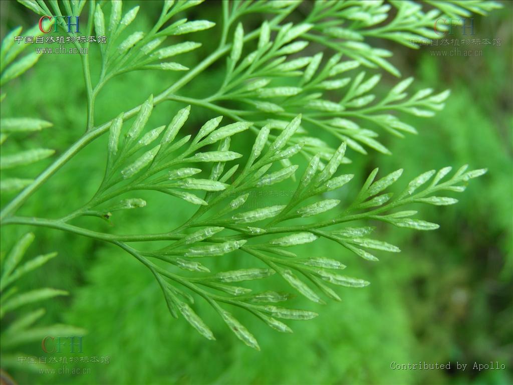  p>金粉蕨属(学名: b>onychium /b>&nbsp;kaulf.