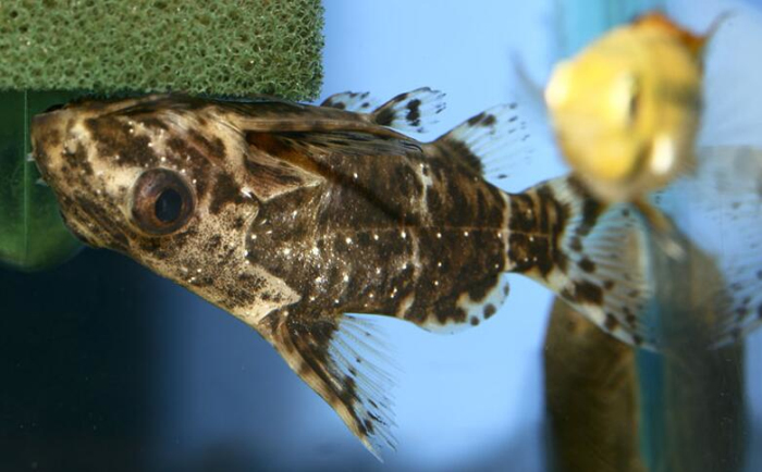  i>synodontis nigriventris /i>),又称反游猫