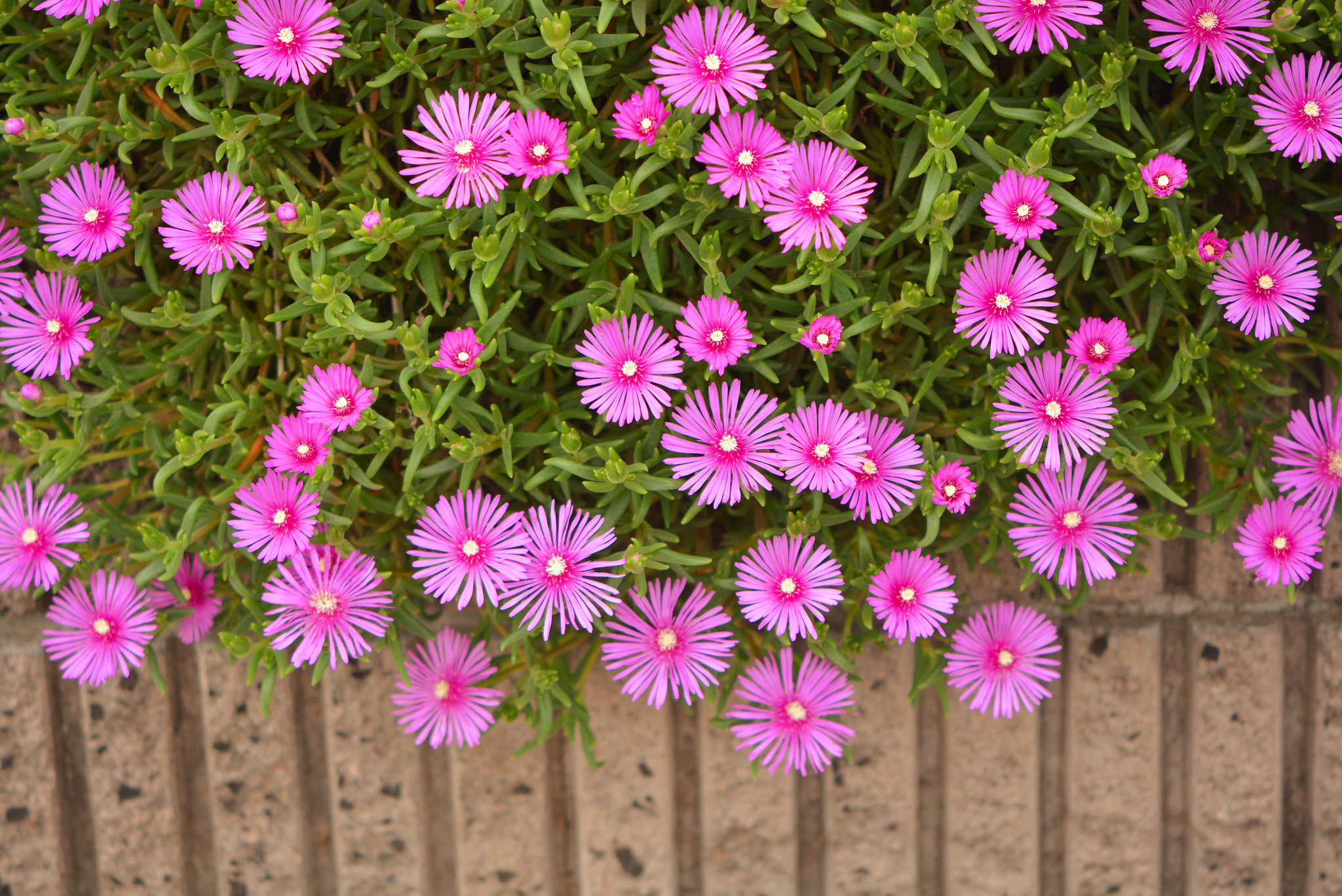 p>美丽日中花(学名: i>lampranthus spectabilis /i> (haw.) n.e.br.