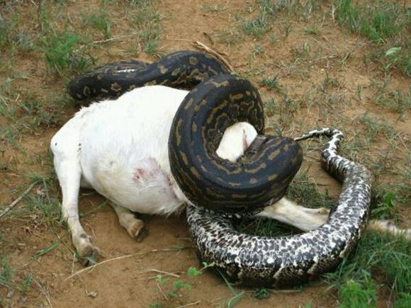  p>非洲岩蟒(学名: i>python sebae /i>)是蛇亚目蟒科蟒属下的一种