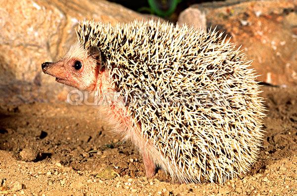  p>刺猬是属于猬亚科(erinaceinae)的一类猬形目哺乳动物的统称,共有5