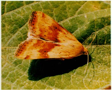  p>昆虫名,属鳞翅目,夜蛾科.