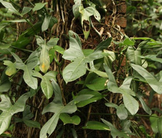  p>琴叶喜林芋(学名: i>philodendron panduriforme /i> (kunth)