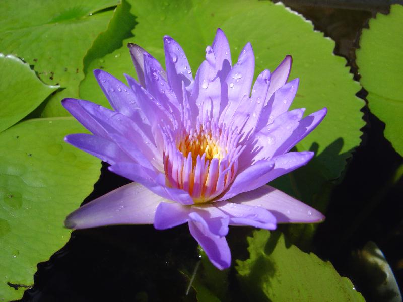  p>佛手莲(学名: i>nymphaea /i> &#39;nangkwag&#39;):是