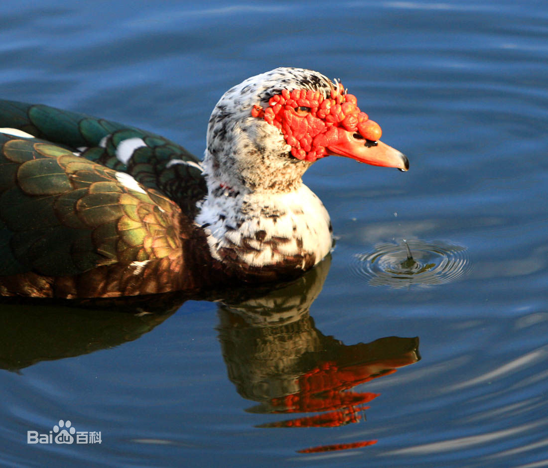  p>疣鼻栖鸭(学名: i>cairina moschata /i>)在中国也称 a href="#"