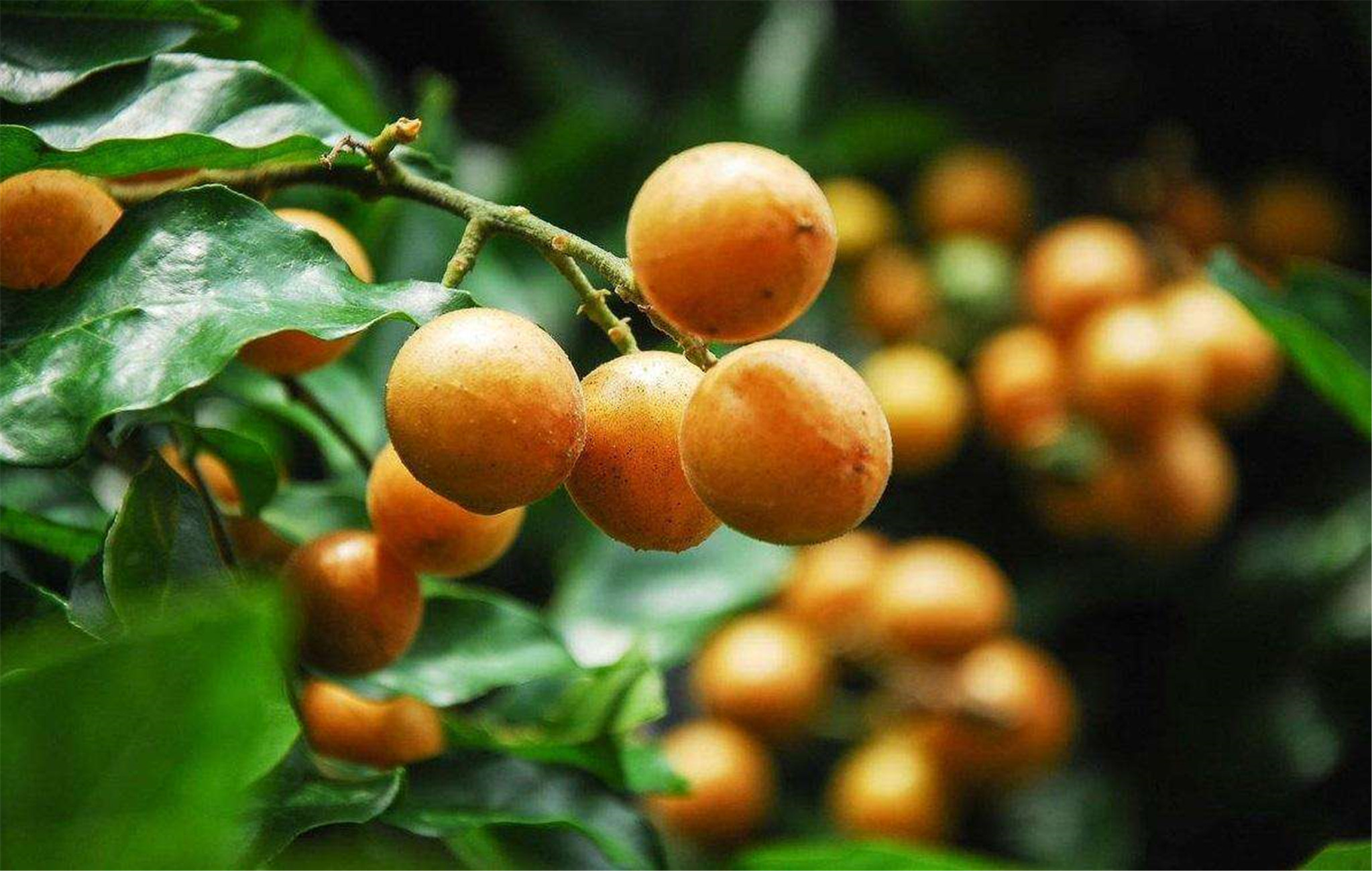  p>黄皮〔学名: i>clausena lansium /i> (lour.