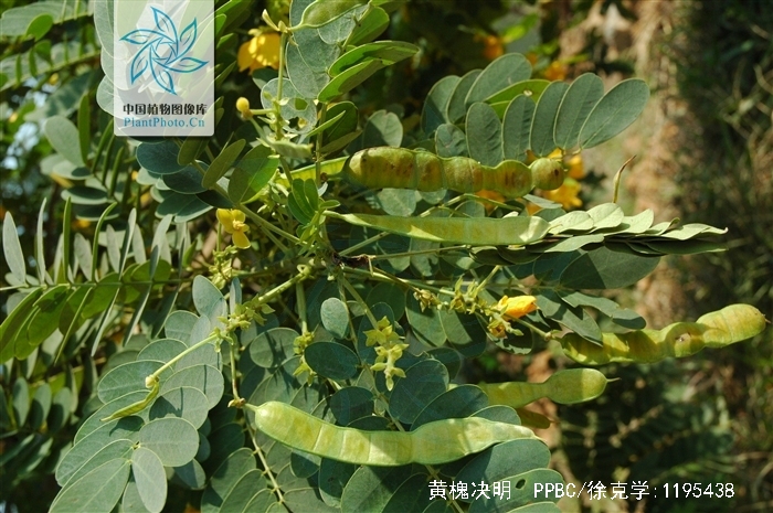  p>黄槐决明(学名: i>cassia surattensis /i>  burm.