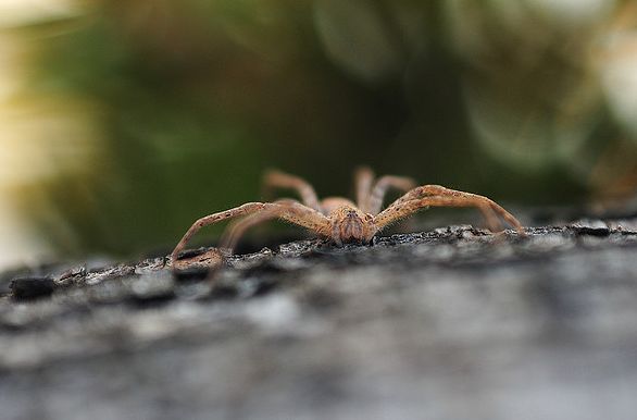  p>细腿豹蛛(学名:pardosa sp.