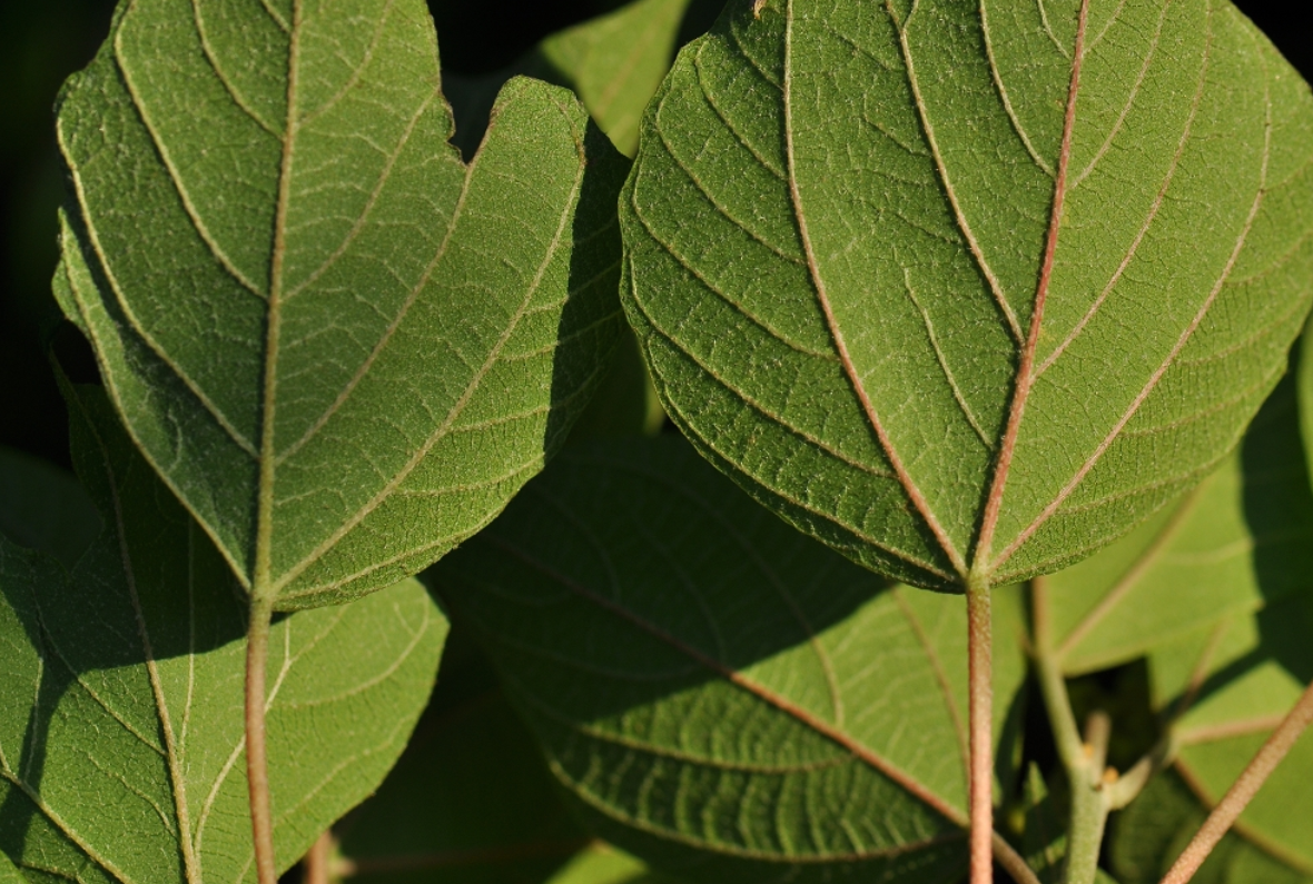 为大戟科植物野梧桐 i>mallotus japonicus /i> (thunb.) muell. arg.