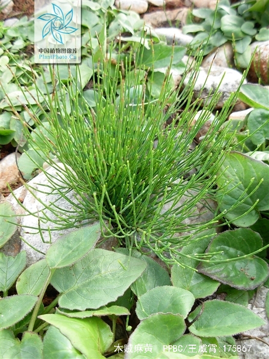  p>木贼麻黄(学名: i>ephedra major /i> host)是麻黄科,麻黄属直立小
