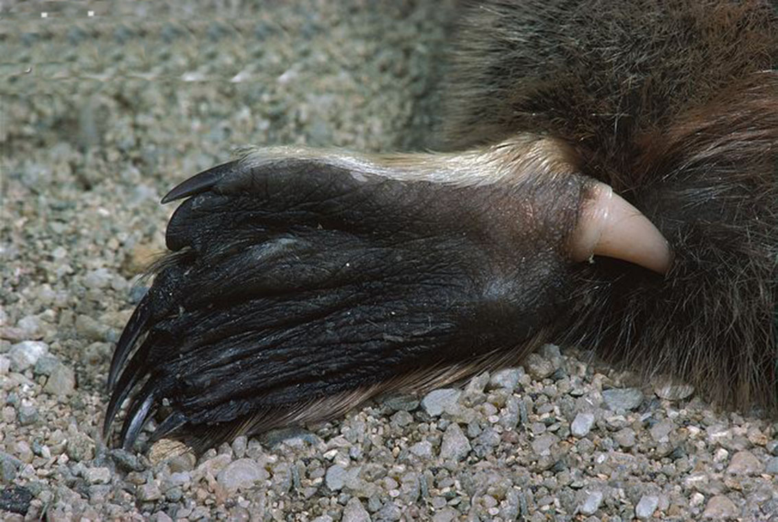 它是未完全进化的哺乳动物,种类极少,同属之中只有鸭嘴兽一种动物