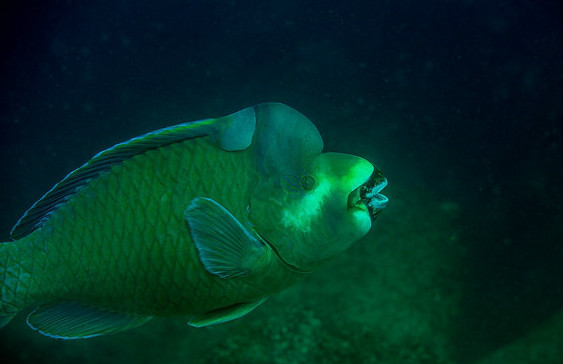 green humphead parrotfish
