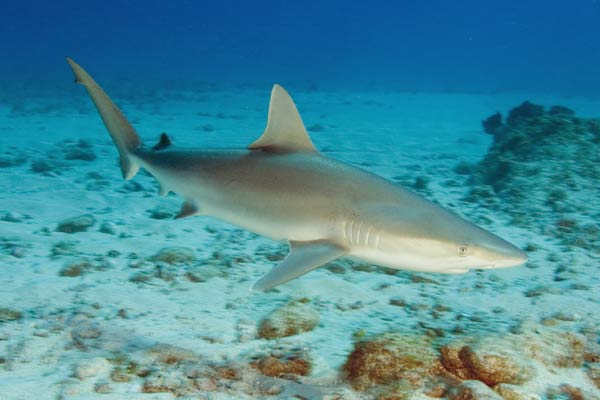 carcharhinus acronotus
