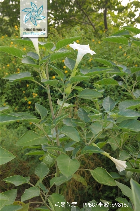 是茄科曼陀罗属植物.