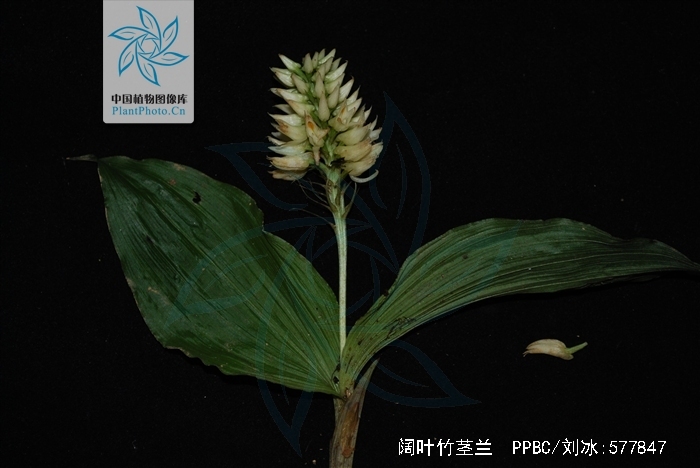 p>阔叶竹茎兰(学名: i>tropidia angulosa /i>   (lindl. ) bl.