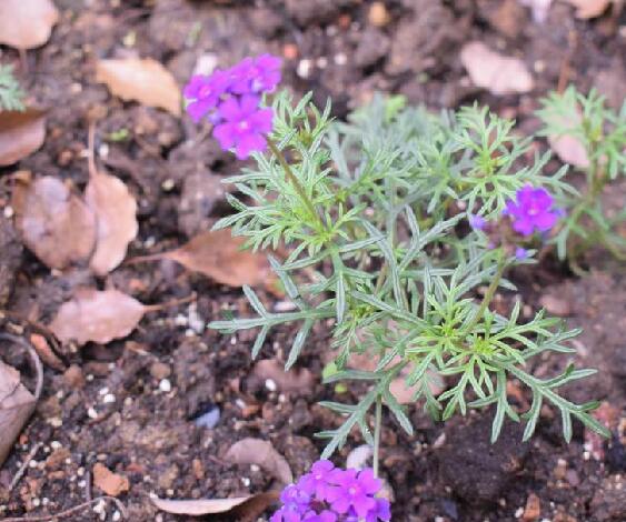  p>细叶美女樱(学名: i>glandularia /i>  i>tenera /i> (spreng.