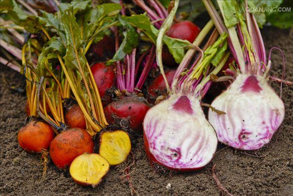  p>甜菜(学名: i>beta vulgaris /i> l.
