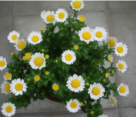  p>白晶菊又名小 a href="#">白菊 /a>,为一,二年生草本花卉.