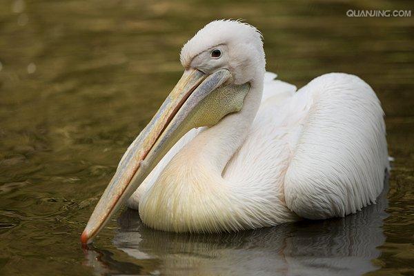  p>白鹈鹕(学名: i>pelecanus onocrotalus /i>),俗名又称 a target="