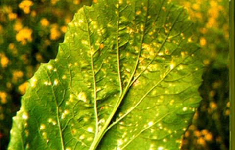  p>生菜锈病是一种主要寄生或越冬在苔草( i>carexmurzcata /i>)上的