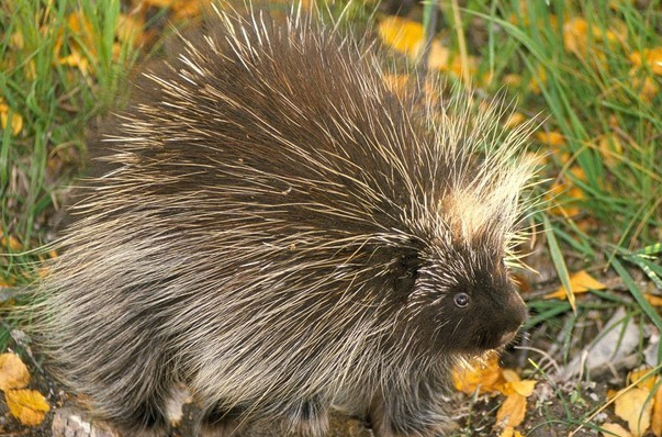 long-tailed hairy dwarf porcupine