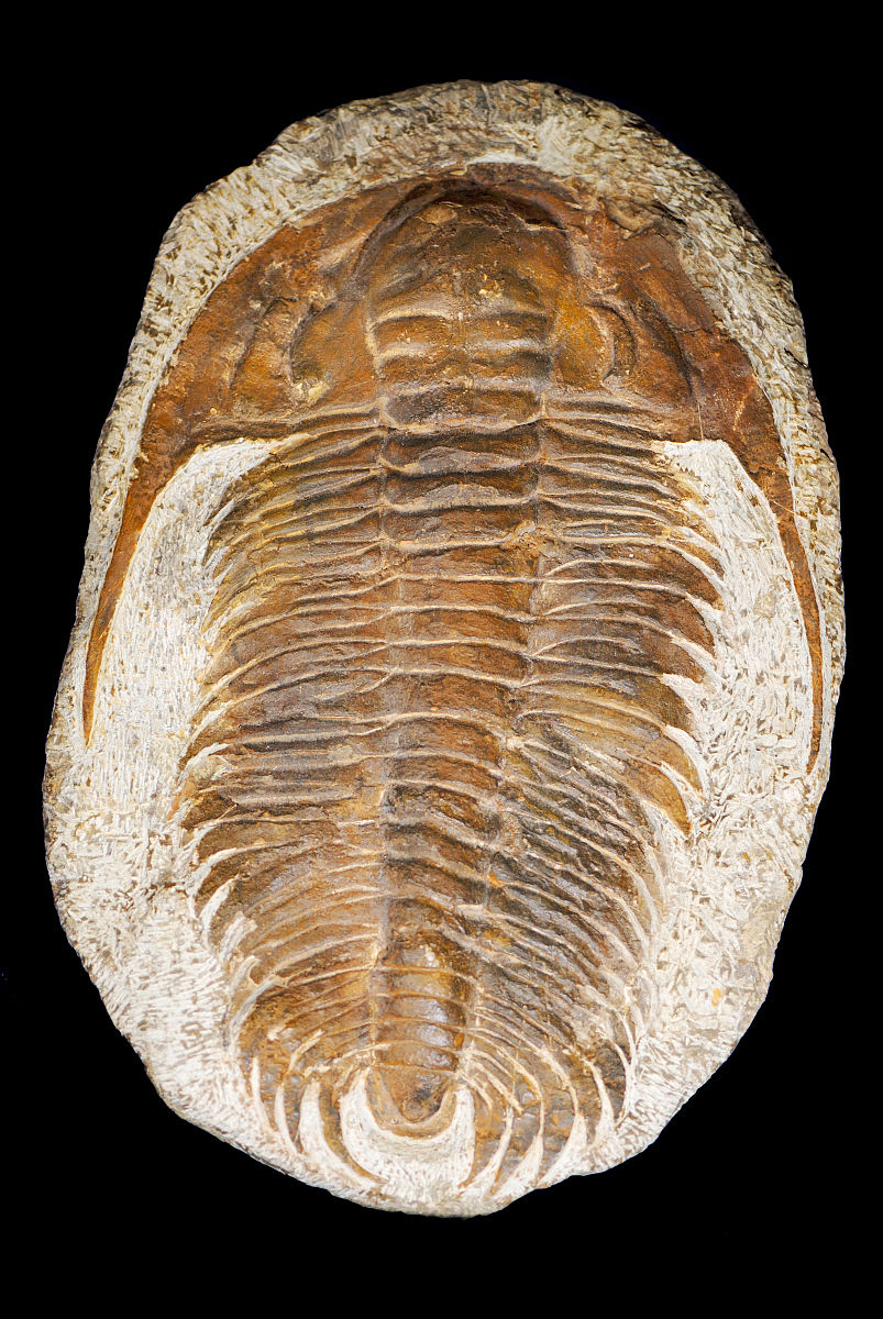  p>三叶虫类,是 a href="#" data-lemmaid="417366">节肢动物 /a>中