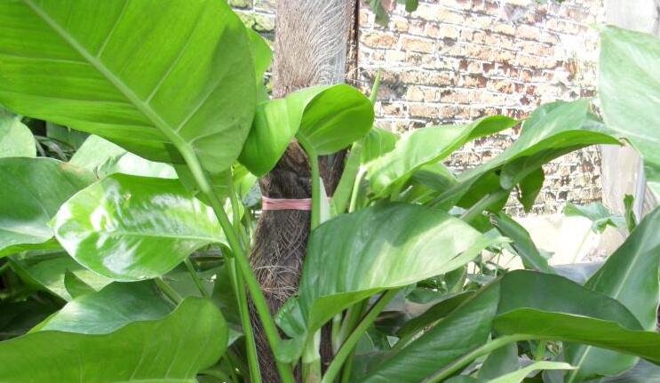  p>大叶金腰,虎耳草科金腰属植物. /p>