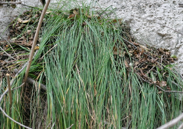  p>低矮薹草(学名: i>carex humilis /i> leyss.