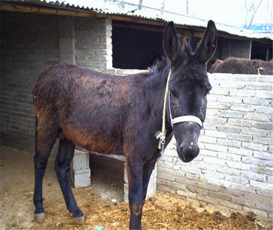 驴